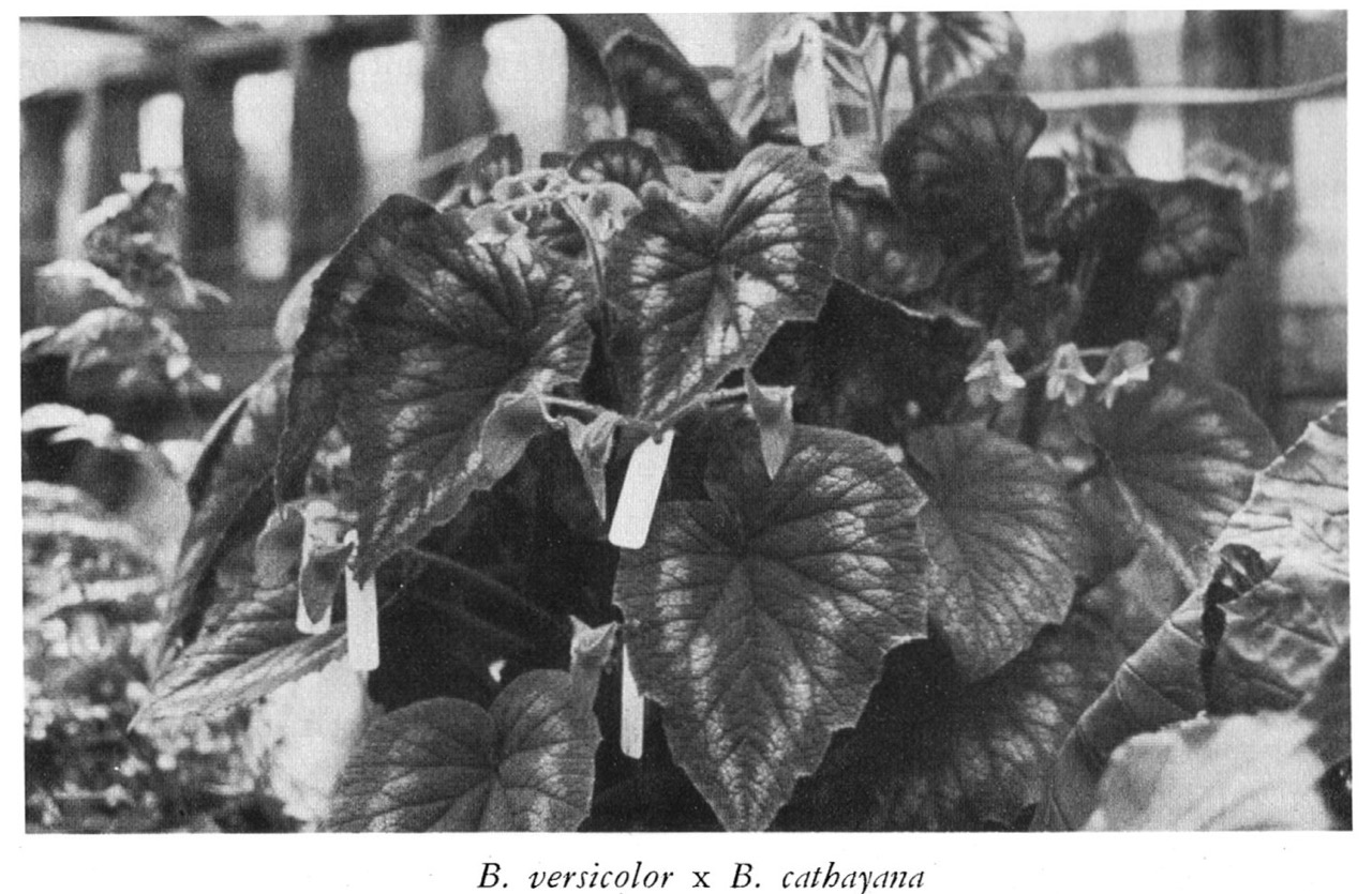 B. (versicolor x cathayana)